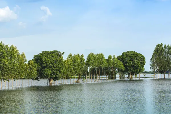 Scenic View Traditional Flooded Fields Still Lake Floating Season Rural — Stock Photo, Image