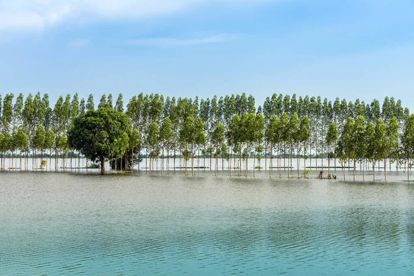 Scenic View Traditional Flooded Fields Still Lake Floating Season Rural — Stock Photo, Image