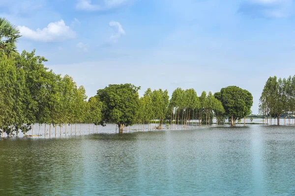 在泰国农村 传统的洪水泛滥的景象就像漂浮的静谧的湖水 雨季的自然景观和农业的风暴破坏 严重洪水概念 — 图库照片