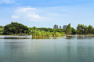 Tayland 'ın kırsal kesimlerinde sakin bir göl gibi geleneksel sel baskınları manzarası. Yağmur mevsiminde doğa manzarası ve tarımda fırtına hasarı. Ağır sel suyu kavramı.