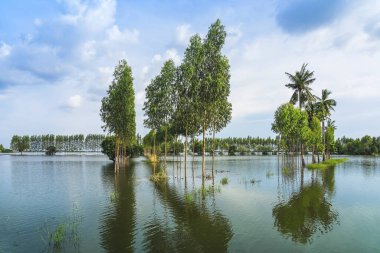 Tayland 'ın kırsal kesimlerinde sakin bir göl gibi geleneksel sel baskınları manzarası. Yağmur mevsiminde doğa manzarası ve tarımda fırtına hasarı. Ağır sel suyu kavramı.