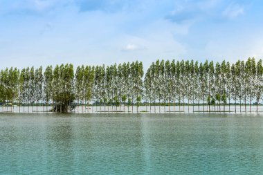 Tayland 'ın kırsal kesimlerinde sakin bir göl gibi geleneksel sel baskınları manzarası. Yağmur mevsiminde doğa manzarası ve tarımda fırtına hasarı. Ağır sel suyu kavramı.