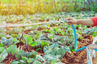 Genç bir adam tarımsal bir bahçede mavi hortumla büyüyen kırmızı bir lahanayı suluyor..
