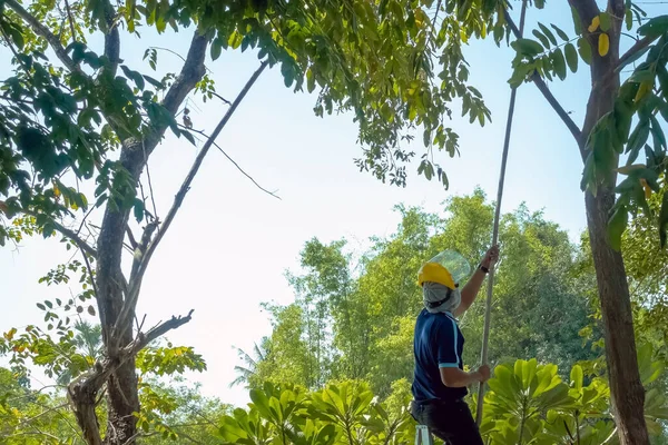 Asian Professional Gardener Trimming Plants Using Pruning Saw Ladder Tree — Fotografia de Stock