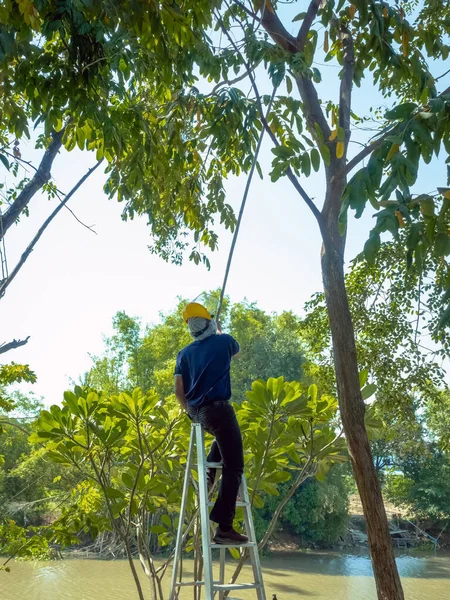 Asian professional gardener trimming plants using pruning saw on a ladder. A Tree Surgeon or Arborist cuts branches of a tree in the garden. Man sawing tree with hand saw. Garden Maintenance Job.