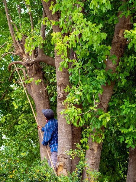 Asian professional gardener trimming plants using pruning saw on a tree. A Tree Surgeon or Arborist cuts branches of a tree in the garden. Man sawing tree with hand saw. Garden Maintenance Job.