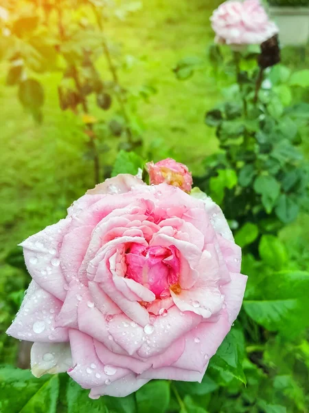 Vista Cerca Hermosa Rosa Rosa Flor Con Gotas Rocío Sobre —  Fotos de Stock