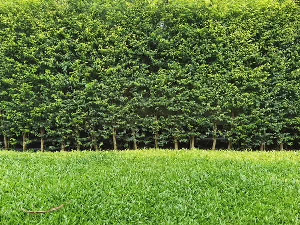 Lange Grüne Hecke Oder Grüne Laubwand Mit Strukturiertem Grünen Rasen — Stockfoto