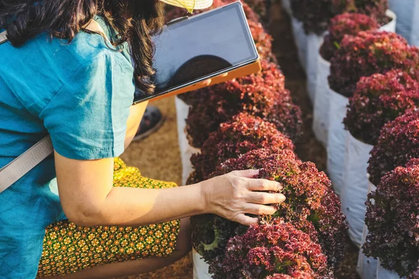 Hand Female Gardener Research Checking Quality Fresh Red Oak Lettuce — Stock Photo, Image