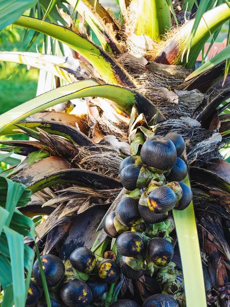 Lote Frutas Penduradas Palmira Asiática Abacaxi Borassus Vulgarmente Conhecido Como — Fotografia de Stock