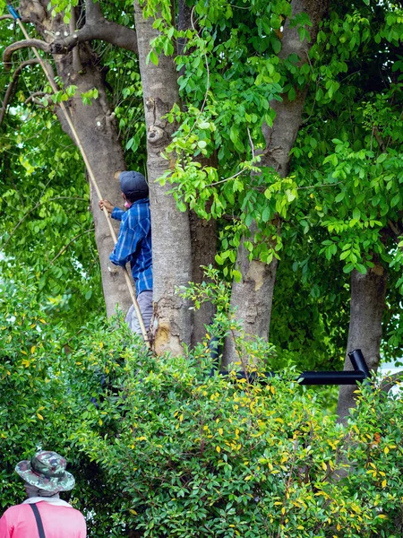 Asian professional gardener trimming plants using pruning saw on a tree. A Tree Surgeon or Arborist cuts branches of a tree in the garden. Man sawing tree with hand saw. Garden Maintenance Job.