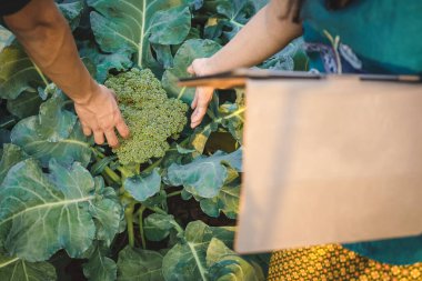 Kadın bahçıvan organik çiftlikte taze brokoli yaprağını araştırmak ve kontrol etmek için dijital tablet kullanır. Brokoli tarlasında Asyalı çiftçi kontrolü. Tarım ya da tarım kavramı. Seçici odak.