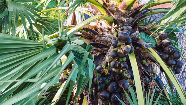 Lote Frutas Penduradas Palmira Asiática Abacaxi Borassus Vulgarmente Conhecido Como — Fotografia de Stock
