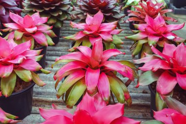 Çok renkli bromeliad, renkli bromeliad yaprakları, yeşil evdeki tropikal bitkiler bahçe dekorasyonu için. Ev dekorasyonu için renkli Neoregelia bitkisi. Parktaki güzel Neoregelia bromeliad bitkileri.