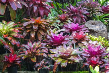 Çok renkli bromeliad, renkli bromeliad yaprakları, yeşil evdeki tropikal bitkiler bahçe dekorasyonu için. Ev dekorasyonu için renkli Neoregelia bitkisi. Parktaki güzel Neoregelia bromeliad bitkileri.