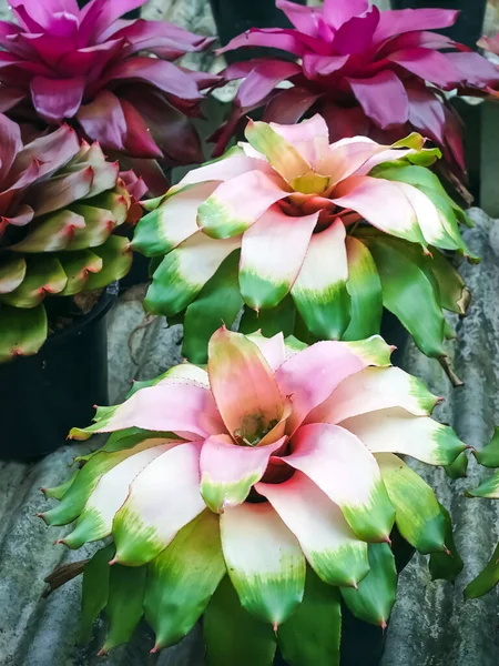 Çok renkli bromeliad, renkli bromeliad yaprakları, yeşil evdeki tropikal bitkiler bahçe dekorasyonu için. Ev dekorasyonu için renkli Neoregelia bitkisi. Parktaki güzel Neoregelia bromeliad bitkileri.