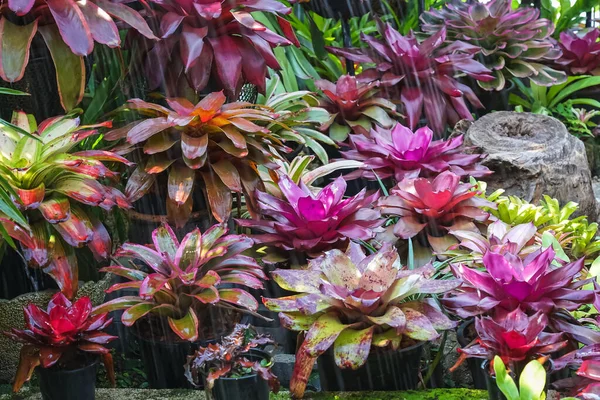 Çok renkli bromeliad, renkli bromeliad yaprakları, yeşil evdeki tropikal bitkiler bahçe dekorasyonu için. Ev dekorasyonu için renkli Neoregelia bitkisi. Parktaki güzel Neoregelia bromeliad bitkileri.