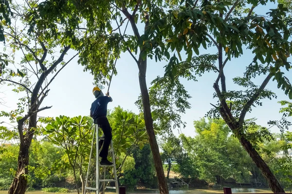 Asian professional gardener trimming plants using pruning saw on a ladder. A Tree Surgeon or Arborist cuts branches of a tree in the garden. Man sawing tree with hand saw. Garden Maintenance Job.