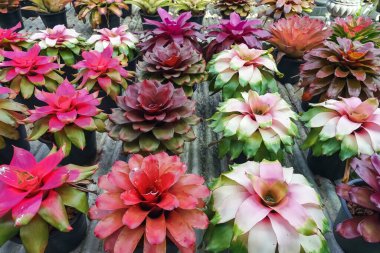 Çok renkli bromeliad, renkli bromeliad yaprakları, yeşil evdeki tropikal bitkiler bahçe dekorasyonu için. Ev dekorasyonu için renkli Neoregelia bitkisi. Parktaki güzel Neoregelia bromeliad bitkileri.