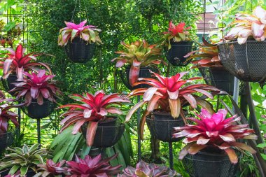 Multicolored bromeliad, colorful bromeliad leaves, Tropical plants in green house for garden decoration. Colorful Neoregelia plant for home decoration. Beautiful Neoregelia bromeliad plants in park. clipart