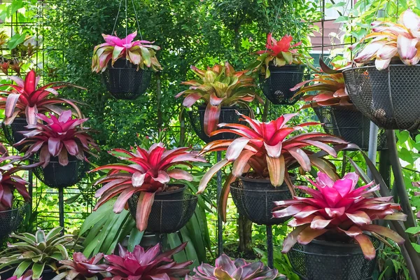 Çok renkli bromeliad, renkli bromeliad yaprakları, yeşil evdeki tropikal bitkiler bahçe dekorasyonu için. Ev dekorasyonu için renkli Neoregelia bitkisi. Parktaki güzel Neoregelia bromeliad bitkileri.