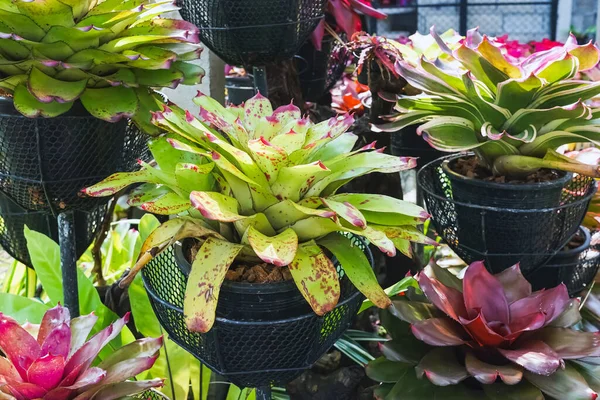 Çok renkli bromeliad, renkli bromeliad yaprakları, yeşil evdeki tropikal bitkiler bahçe dekorasyonu için. Ev dekorasyonu için renkli Neoregelia bitkisi. Parktaki güzel Neoregelia bromeliad bitkileri.