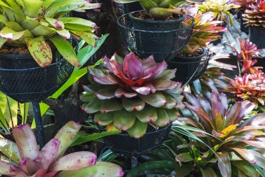 Çok renkli bromeliad, renkli bromeliad yaprakları, yeşil evdeki tropikal bitkiler bahçe dekorasyonu için. Ev dekorasyonu için renkli Neoregelia bitkisi. Parktaki güzel Neoregelia bromeliad bitkileri.