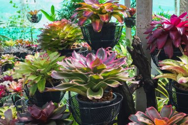 Çok renkli bromeliad, renkli bromeliad yaprakları, yeşil evdeki tropikal bitkiler bahçe dekorasyonu için. Ev dekorasyonu için renkli Neoregelia bitkisi. Parktaki güzel Neoregelia bromeliad bitkileri.