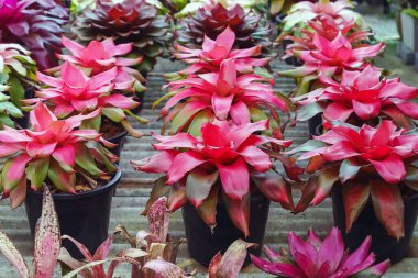 Çok renkli bromeliad, renkli bromeliad yaprakları, yeşil evdeki tropikal bitkiler bahçe dekorasyonu için. Ev dekorasyonu için renkli Neoregelia bitkisi. Parktaki güzel Neoregelia bromeliad bitkileri.