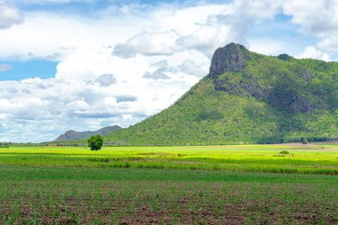 Tayland 'ın kırsal kesimindeki dağın yakınındaki tarlalarda bulunan şeker kamışı fidanlarının manzarası. Şeker kamışı tarlaları ve şeker kamışı fidanları. Toprak tarlasında küçük şeker kamışı sapı. Seçici odak.