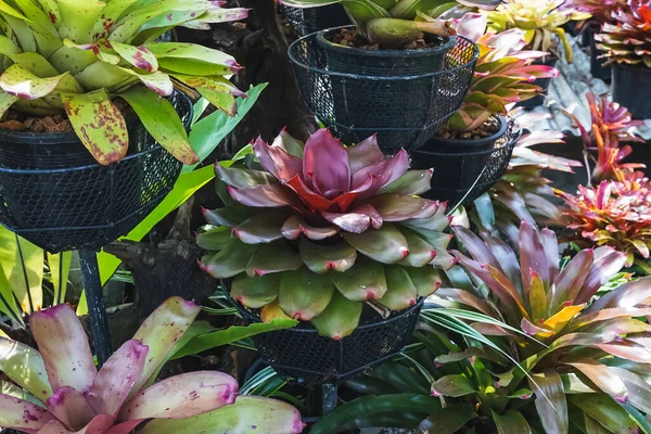 Çok renkli bromeliad, renkli bromeliad yaprakları, yeşil evdeki tropikal bitkiler bahçe dekorasyonu için. Ev dekorasyonu için renkli Neoregelia bitkisi. Parktaki güzel Neoregelia bromeliad bitkileri.