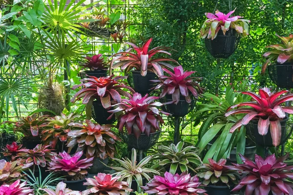 Çok renkli bromeliad, renkli bromeliad yaprakları, yeşil evdeki tropikal bitkiler bahçe dekorasyonu için. Ev dekorasyonu için renkli Neoregelia bitkisi. Parktaki güzel Neoregelia bromeliad bitkileri.