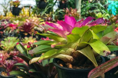 Çok renkli bromeliad, renkli bromeliad yaprakları, yeşil evdeki tropikal bitkiler bahçe dekorasyonu için. Ev dekorasyonu için renkli Neoregelia bitkisi. Parktaki güzel Neoregelia bromeliad bitkileri.