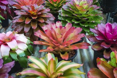 Çok renkli bromeliad, renkli bromeliad yaprakları, yeşil evdeki tropikal bitkiler bahçe dekorasyonu için. Ev dekorasyonu için renkli Neoregelia bitkisi. Parktaki güzel Neoregelia bromeliad bitkileri.