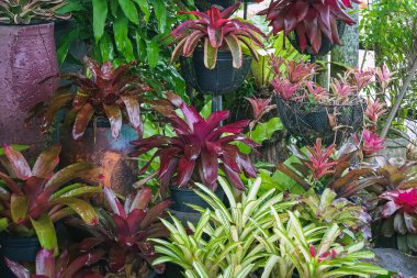 Çok renkli bromeliad, renkli bromeliad yaprakları, yeşil evdeki tropikal bitkiler bahçe dekorasyonu için. Ev dekorasyonu için renkli Neoregelia bitkisi. Parktaki güzel Neoregelia bromeliad bitkileri.