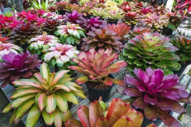 Çok renkli bromeliad, renkli bromeliad yaprakları, yeşil evdeki tropikal bitkiler bahçe dekorasyonu için. Ev dekorasyonu için renkli Neoregelia bitkisi. Parktaki güzel Neoregelia bromeliad bitkileri.