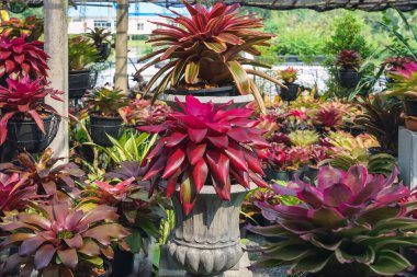 Çok renkli bromeliad, renkli bromeliad yaprakları, yeşil evdeki tropikal bitkiler bahçe dekorasyonu için. Ev dekorasyonu için renkli Neoregelia bitkisi. Parktaki güzel Neoregelia bromeliad bitkileri.