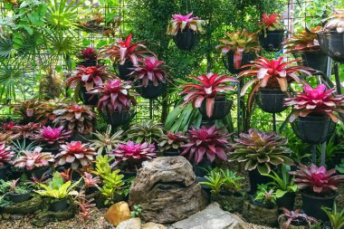 Çok renkli bromeliad, renkli bromeliad yaprakları, yeşil evdeki tropikal bitkiler bahçe dekorasyonu için. Ev dekorasyonu için renkli Neoregelia bitkisi. Parktaki güzel Neoregelia bromeliad bitkileri.