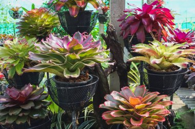 Çok renkli bromeliad, renkli bromeliad yaprakları, yeşil evdeki tropikal bitkiler bahçe dekorasyonu için. Ev dekorasyonu için renkli Neoregelia bitkisi. Parktaki güzel Neoregelia bromeliad bitkileri.