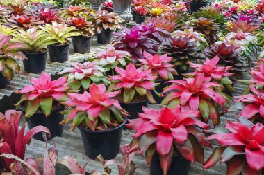 Çok renkli bromeliad, renkli bromeliad yaprakları, yeşil evdeki tropikal bitkiler bahçe dekorasyonu için. Ev dekorasyonu için renkli Neoregelia bitkisi. Parktaki güzel Neoregelia bromeliad bitkileri.