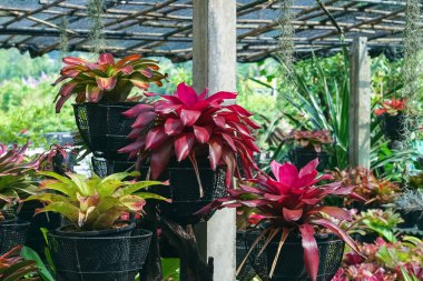 Çok renkli bromeliad, renkli bromeliad yaprakları, yeşil evdeki tropikal bitkiler bahçe dekorasyonu için. Ev dekorasyonu için renkli Neoregelia bitkisi. Parktaki güzel Neoregelia bromeliad bitkileri.