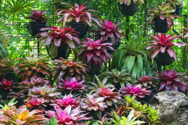 Çok renkli bromeliad, renkli bromeliad yaprakları, yeşil evdeki tropikal bitkiler bahçe dekorasyonu için. Ev dekorasyonu için renkli Neoregelia bitkisi. Parktaki güzel Neoregelia bromeliad bitkileri.