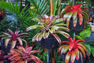 Çok renkli bromeliad, renkli bromeliad yaprakları, yeşil evdeki tropikal bitkiler bahçe dekorasyonu için. Ev dekorasyonu için renkli Neoregelia bitkisi. Parktaki güzel Neoregelia bromeliad bitkileri.