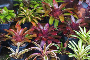 Çok renkli bromeliad, renkli bromeliad yaprakları, yeşil evdeki tropikal bitkiler bahçe dekorasyonu için. Ev dekorasyonu için renkli Neoregelia bitkisi. Parktaki güzel Neoregelia bromeliad bitkileri.