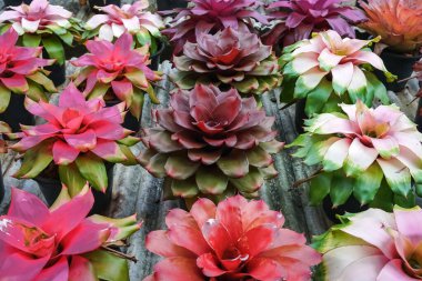 Çok renkli bromeliad, renkli bromeliad yaprakları, yeşil evdeki tropikal bitkiler bahçe dekorasyonu için. Ev dekorasyonu için renkli Neoregelia bitkisi. Parktaki güzel Neoregelia bromeliad bitkileri.