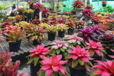 Çok renkli bromeliad, renkli bromeliad yaprakları, yeşil evdeki tropikal bitkiler bahçe dekorasyonu için. Ev dekorasyonu için renkli Neoregelia bitkisi. Parktaki güzel Neoregelia bromeliad bitkileri.