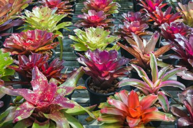Çok renkli bromeliad, renkli bromeliad yaprakları, yeşil evdeki tropikal bitkiler bahçe dekorasyonu için. Ev dekorasyonu için renkli Neoregelia bitkisi. Parktaki güzel Neoregelia bromeliad bitkileri.