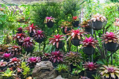 Çok renkli bromeliad, renkli bromeliad yaprakları, yeşil evdeki tropikal bitkiler bahçe dekorasyonu için. Ev dekorasyonu için renkli Neoregelia bitkisi. Parktaki güzel Neoregelia bromeliad bitkileri.