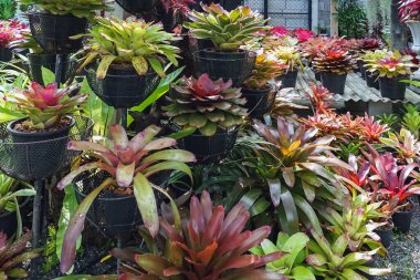 Çok renkli bromeliad, renkli bromeliad yaprakları, yeşil evdeki tropikal bitkiler bahçe dekorasyonu için. Ev dekorasyonu için renkli Neoregelia bitkisi. Parktaki güzel Neoregelia bromeliad bitkileri.