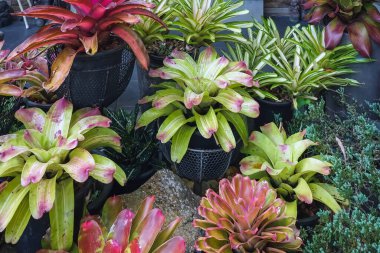 Çok renkli bromeliad, renkli bromeliad yaprakları, yeşil evdeki tropikal bitkiler bahçe dekorasyonu için. Ev dekorasyonu için renkli Neoregelia bitkisi. Parktaki güzel Neoregelia bromeliad bitkileri.